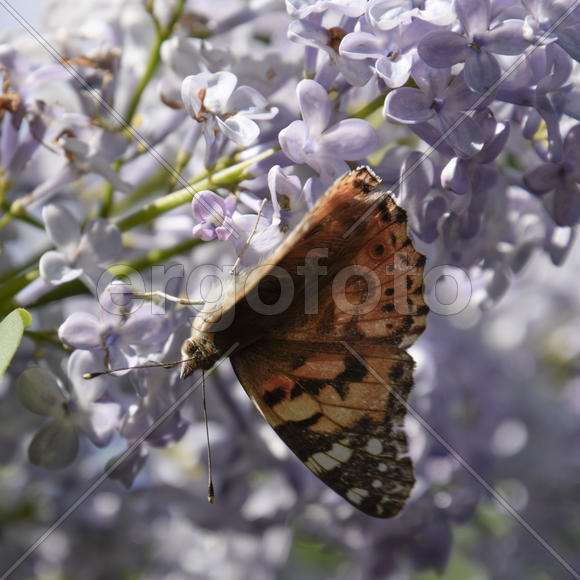 Бабочка крапивница на цветке сирени 