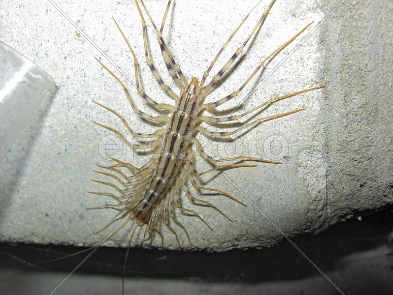 Centipede on concrete. Predatory insects living on the premises