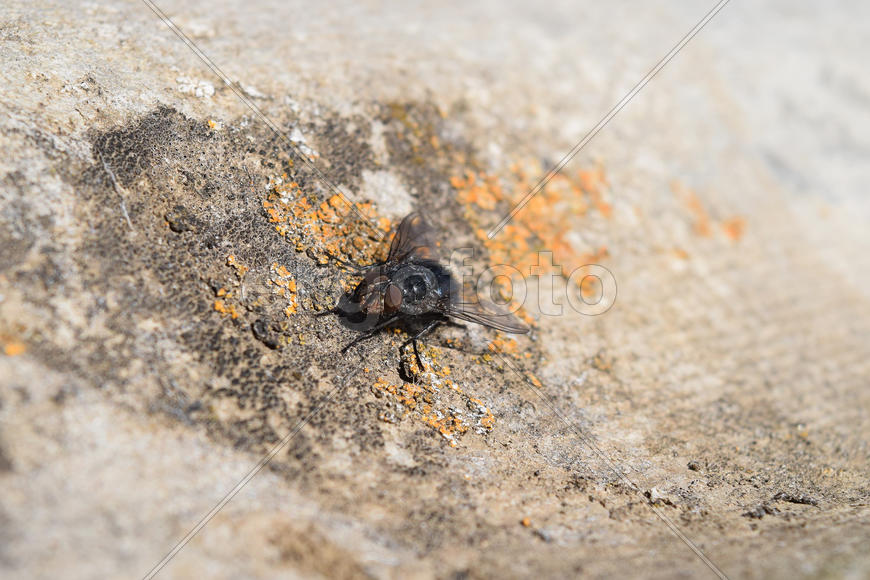 Черная муха