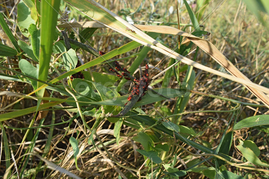 Firebugs mating and walking backwards. Spring nature fire bug red insects macro. Red bugs
