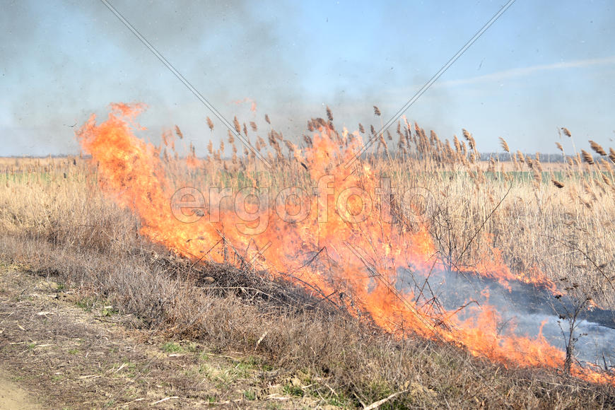 Burning dry grass and reeds. Cleaning the fields and ditches of the thickets of dry grass
