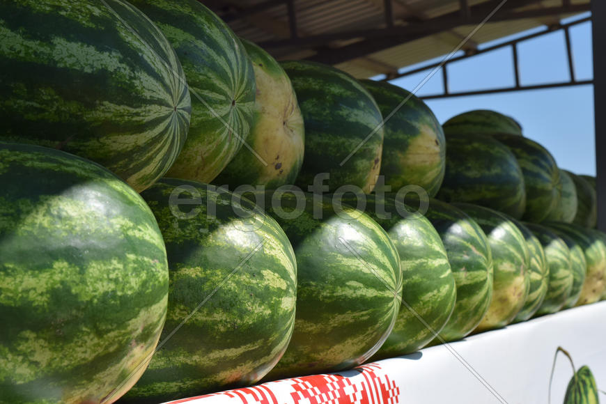 Water-melons on a counter. Sale of a summer crop