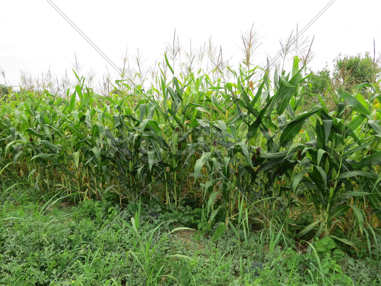 Corn field. Process of growth of corn, it still green also blossoms