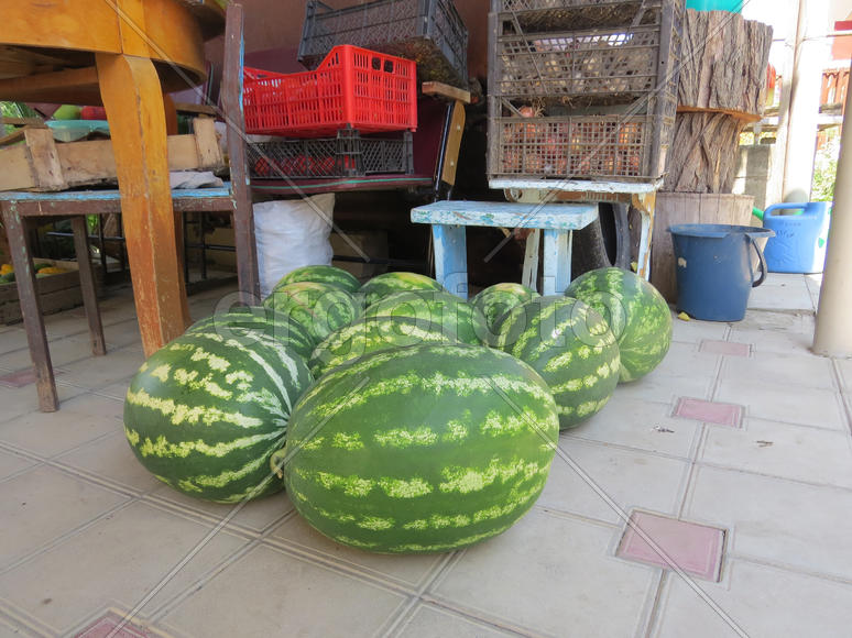 The harvest of watermelons in the yard on the tile. The fruits of watermelon                  