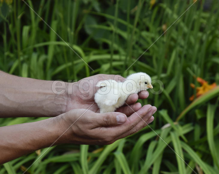 Маленькие новорожденные птенцы в руках человека.