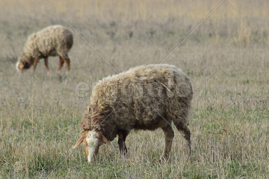 Sheep in the pasture. Grazing sheep herd in the spring field near the village. Sheep of different