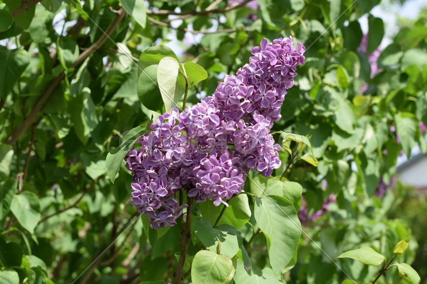 Цветы сирени на фоне зеленой листвы 