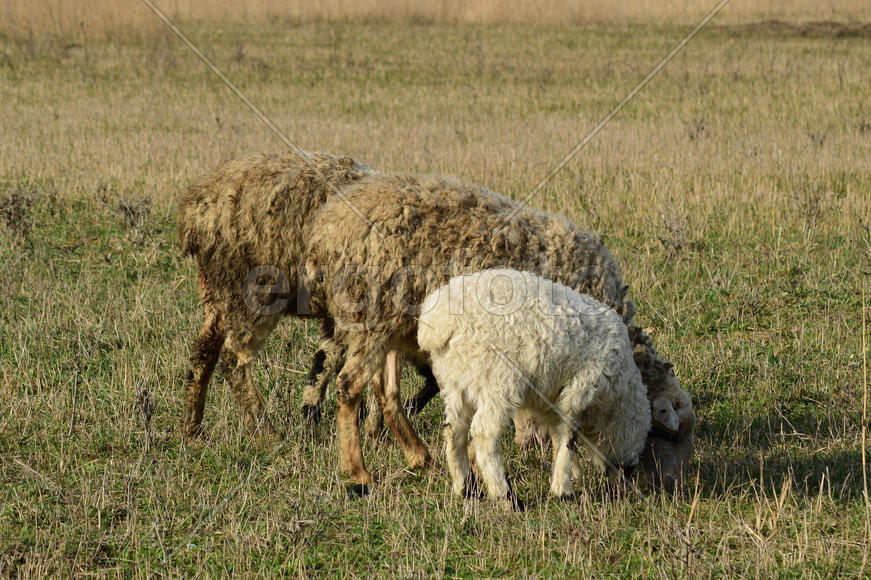 Sheep in the pasture. Grazing sheep herd in the spring field near the village. Sheep of different