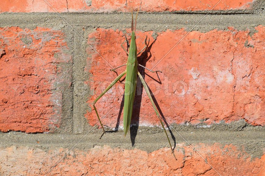 Green locusts, orthoptera insect. Ordinary locusts on a brick wall