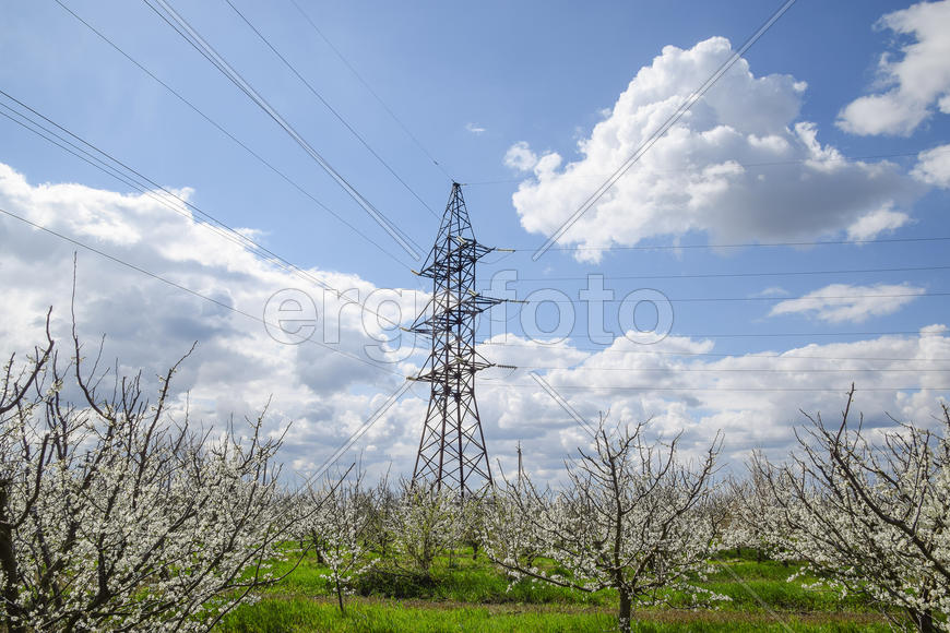 Transmission tower in the flowering plum garden. Farm garden in spring