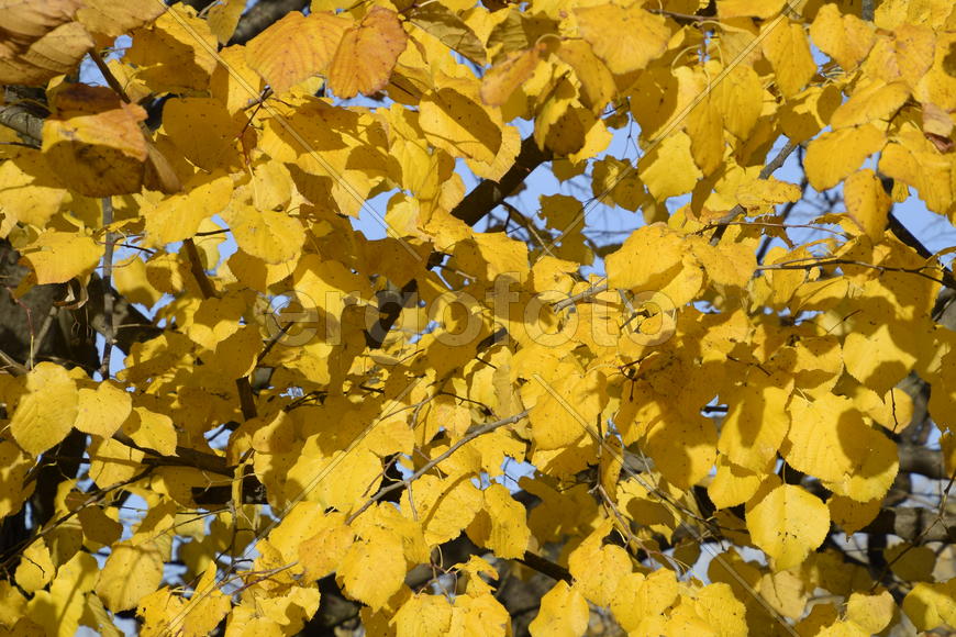 Желтые листья липы. Пожелтение листьев на ветках дерева