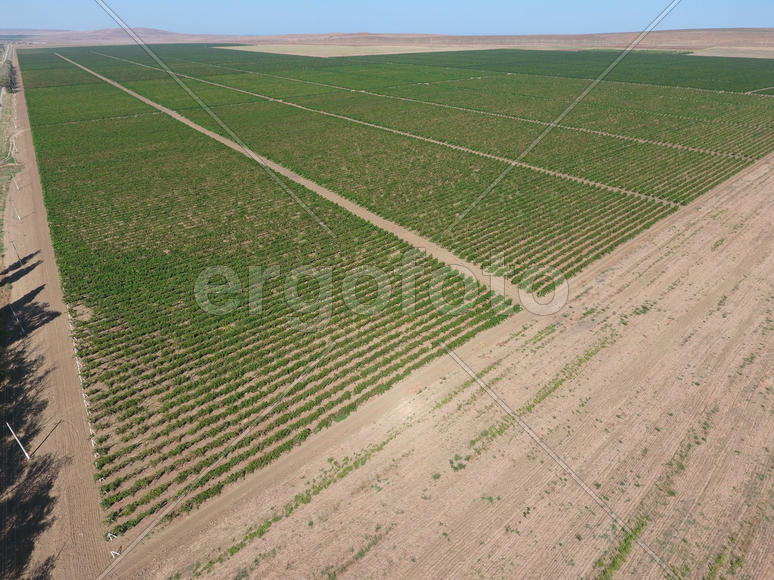 Виноградники с высоты птичьего полета. Вид сверху на сад.