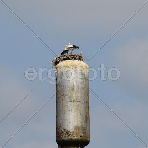 Stork on a roof of a water tower. Stork nest