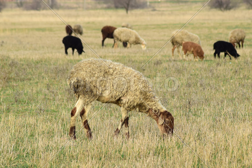 Sheep in the pasture. Grazing sheep herd in the spring field near the village. Sheep of different