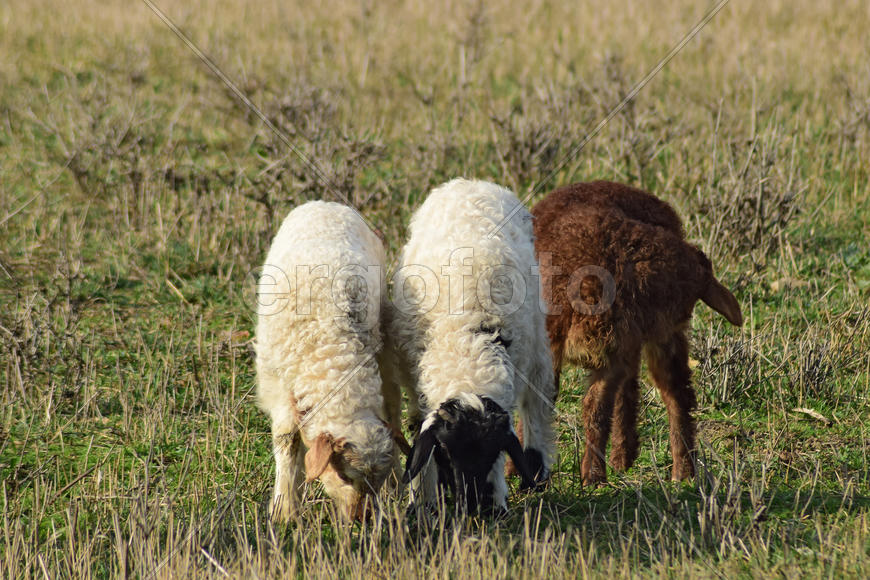 Sheep in the pasture. Grazing sheep herd in the spring field near the village. Sheep of different