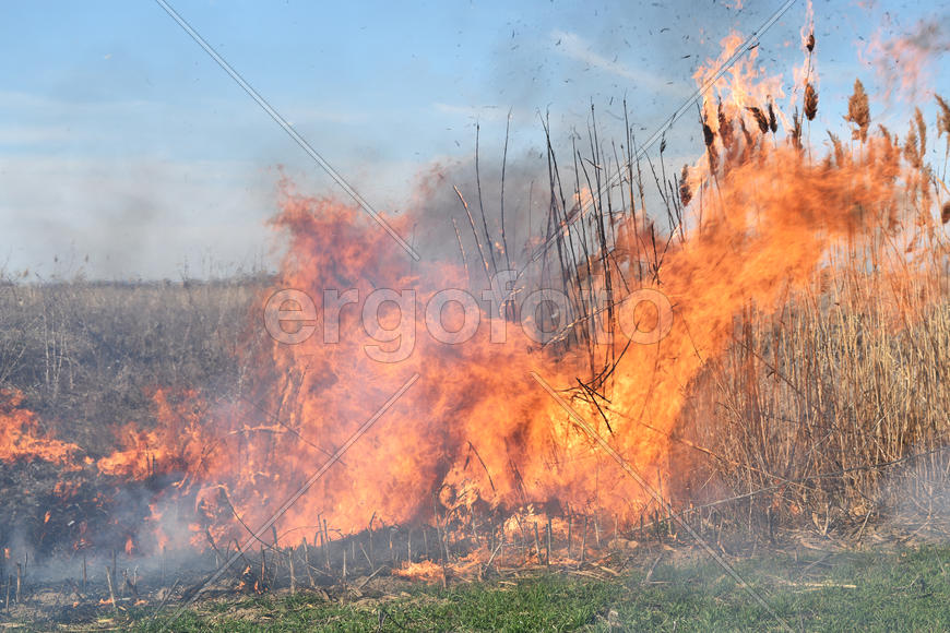 Burning dry grass and reeds. Cleaning the fields and ditches of the thickets of dry grass
