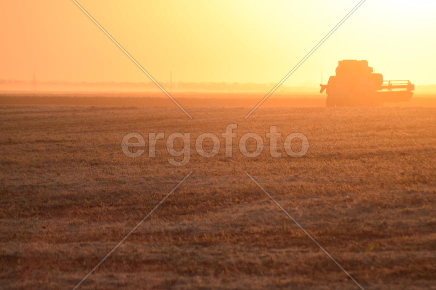 Harvesting by combines at sunset. Agricultural machinery in operation.