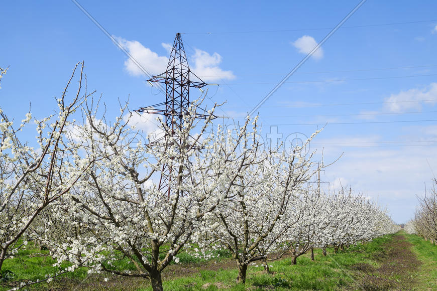 Transmission tower in the flowering plum garden. Farm garden in spring
