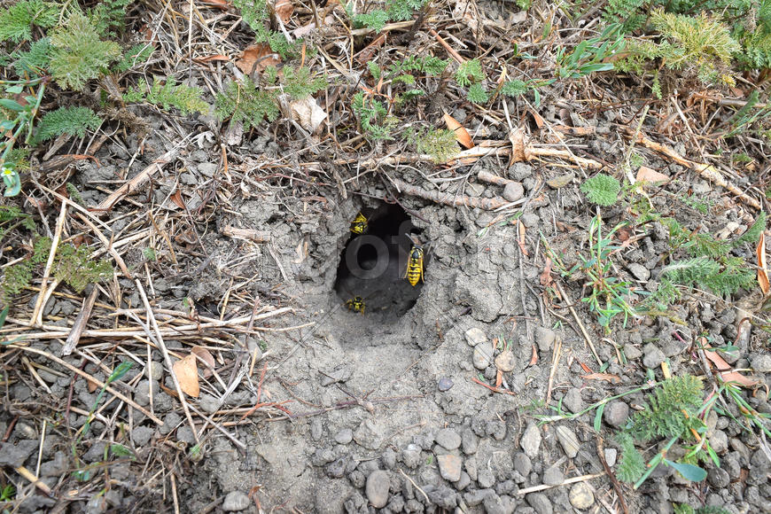 Log into the slot vespula vulgaris. Wormhole leading to the hornet's nest in the ground