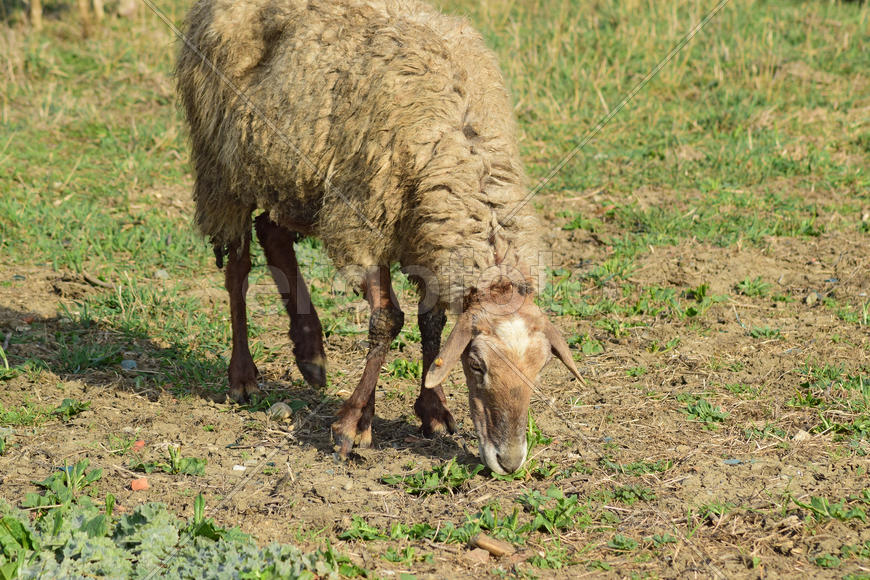 Sheep in the pasture. Grazing sheep herd in the spring field near the village. Sheep of different