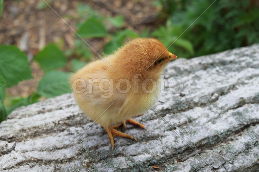 The small The chicken walks at liberty
