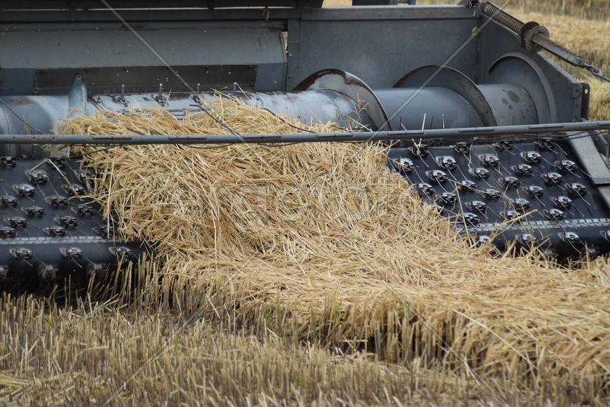 Rice harvesting by the combine. Autumn harvesting on fields.