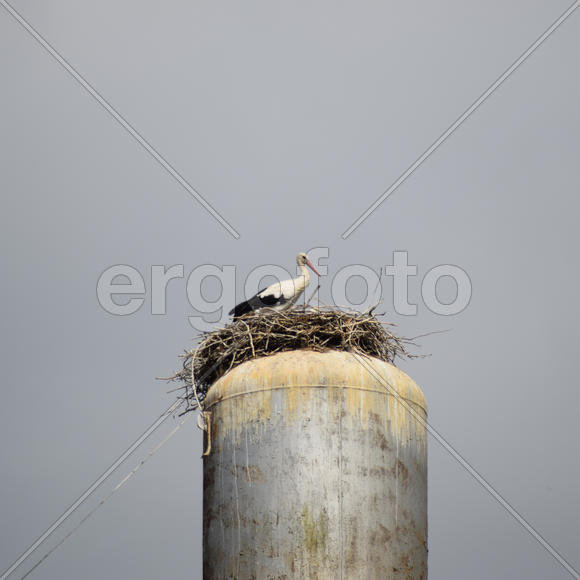 Stork on a roof of a water tower. Stork nest