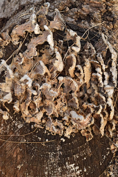 Plate mushrooms on a tree stump. Mushrooms feed on decaying wood