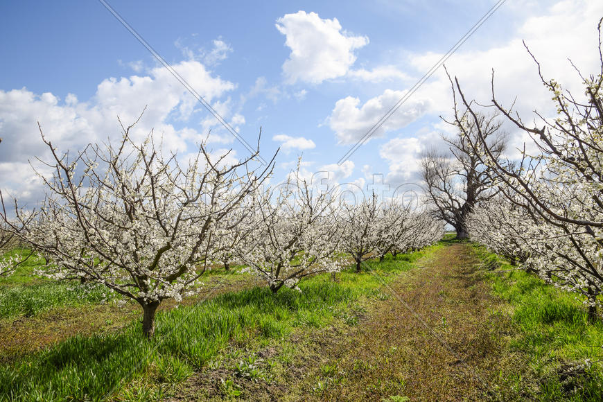 Flowering plum garden. Farm garden in spring