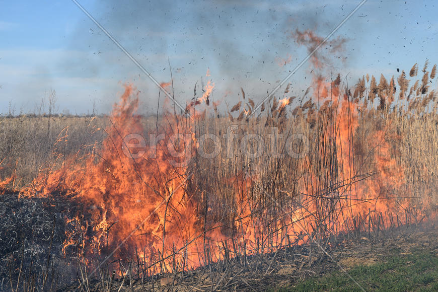 Burning dry grass and reeds. Cleaning the fields and ditches of the thickets of dry grass