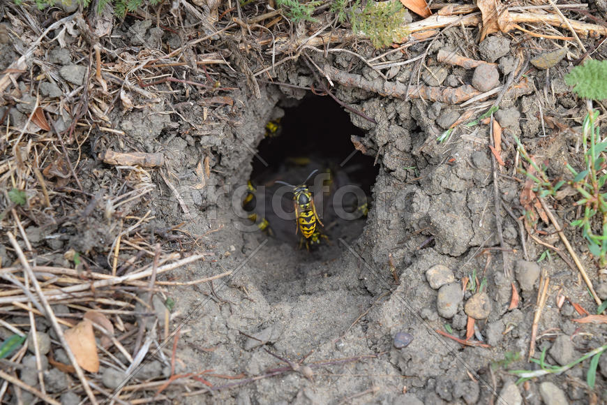 Log into the slot vespula vulgaris. Wormhole leading to the hornet's nest in the ground
