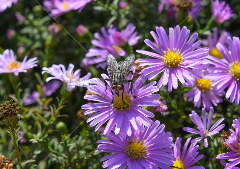 Насекомые опыляют цветы.