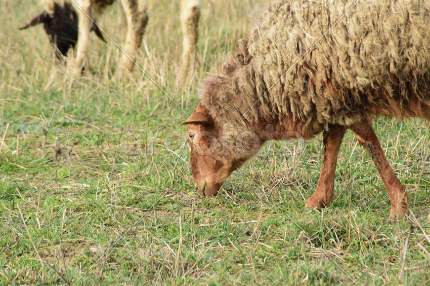Sheep in the pasture. Grazing sheep herd in the spring field near the village. Sheep of different