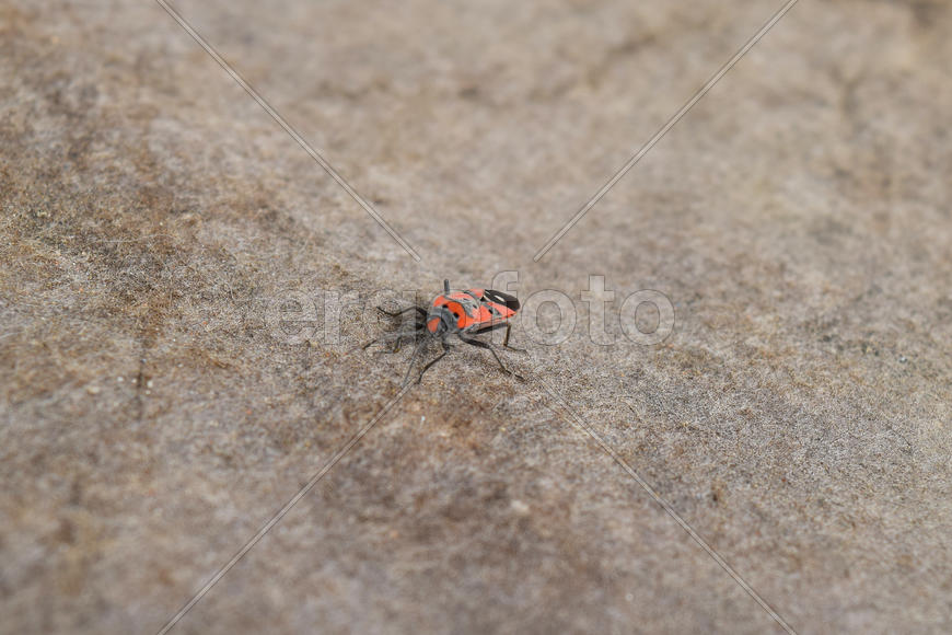 Красный Жук