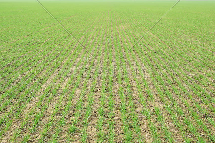 Spring winter wheat field. Shoots of wheat in a field on the ground. Cultivation of cereals