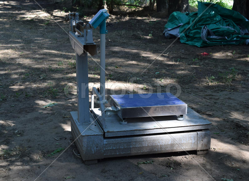 Scales for weighing the bags. The Harvesting