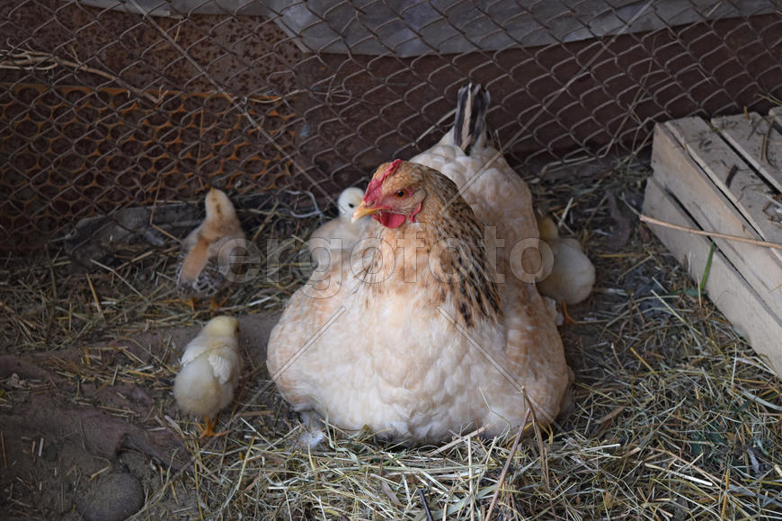Chicken mother with chickens. Poultry in individual hen house