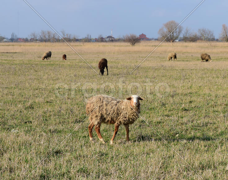 Sheep in the pasture. Grazing sheep herd in the spring field near the village. Sheep of different br
