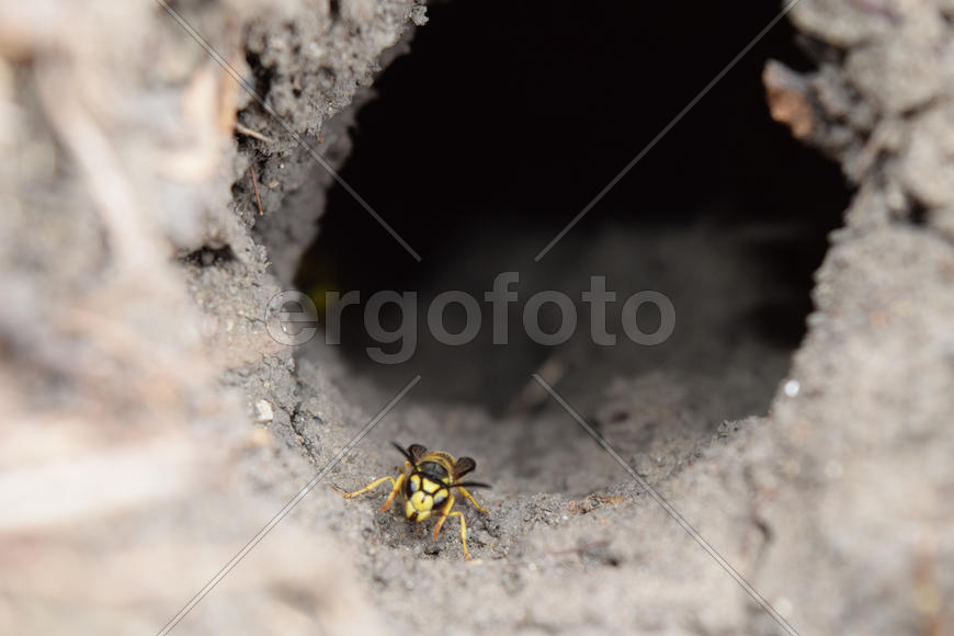 Log into the slot vespula vulgaris. Wormhole leading to the hornet's nest in the ground