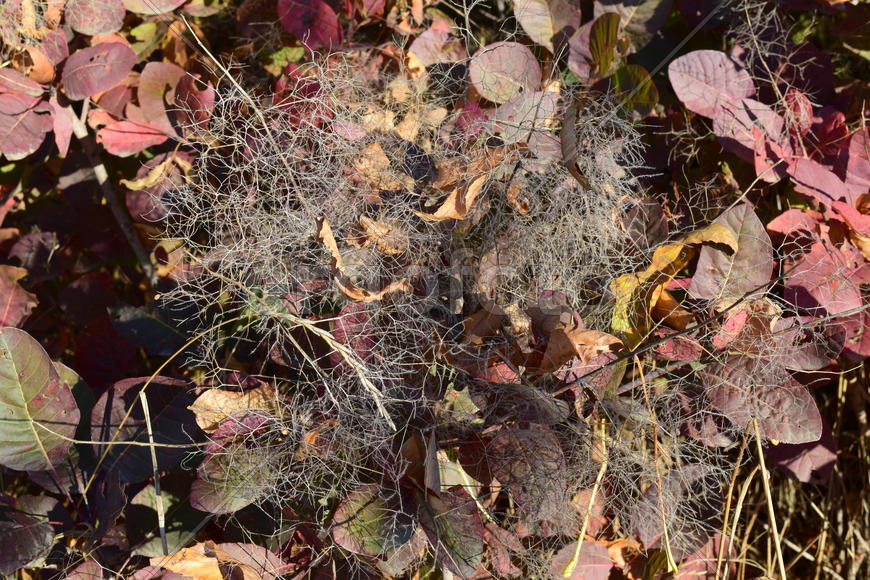 Autumn red color of leaves of cotinus coggygria. Paints of fall