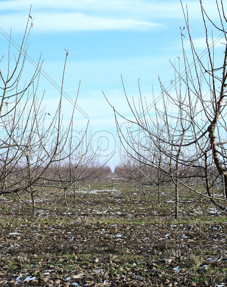 Young apple orchard. Growing and Caring for orchard of apple trees