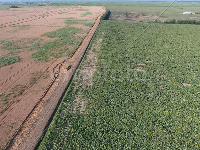 Граница между полями пшеницы и подсолнухов.