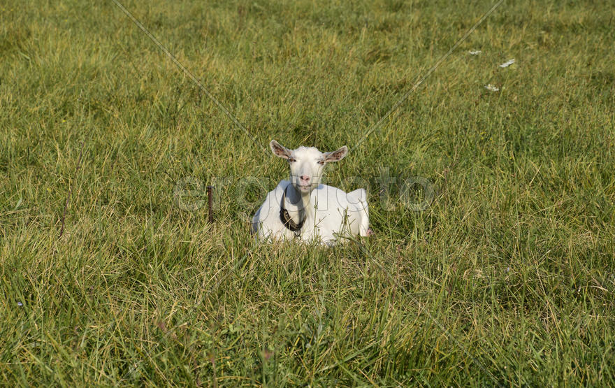 Goats grazing in the meadow. White goat dairy cattle eating grass in a pasture.