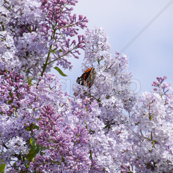 Бабочка крапивница на цветке сирени 