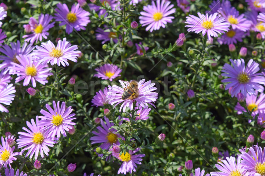 Насекомые опыляют цветы.