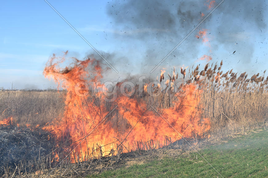 Burning dry grass and reeds. Cleaning the fields and ditches of the thickets of dry grass