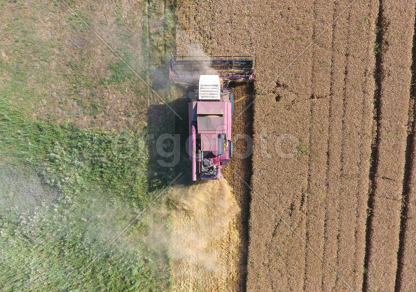 Cleaning wheat harvester. Ripe wheat harvester mowed and straw easily sprayed behind him. Top view.