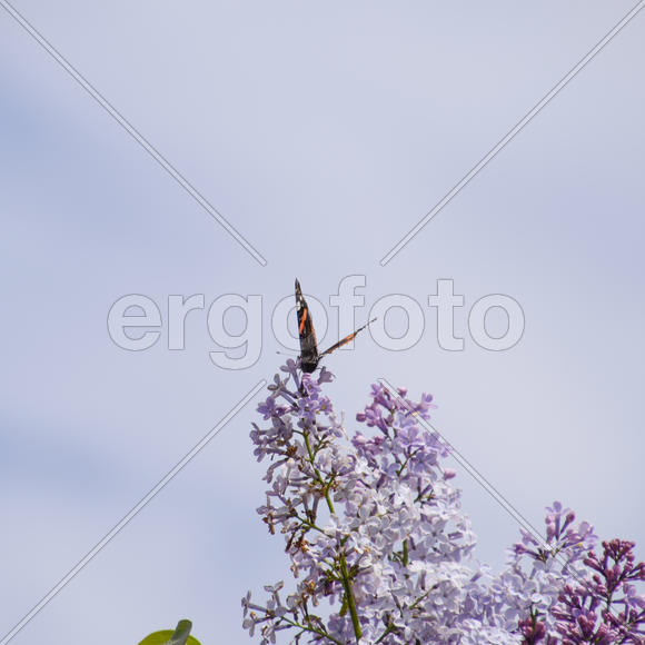 Бабочка крапивница на цветке сирени 