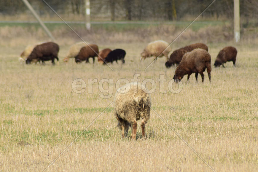 Sheep in the pasture. Grazing sheep herd in the spring field near the village. Sheep of different