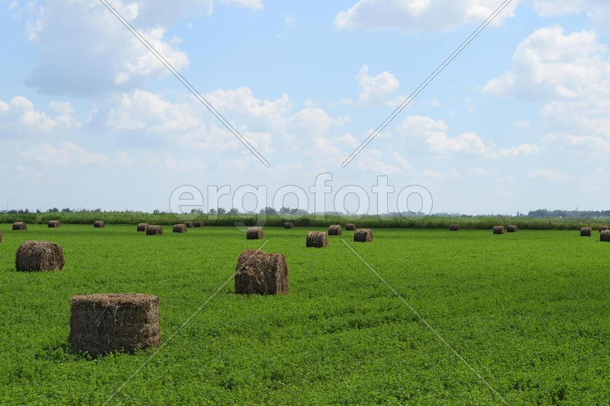 Haystacks rolled up in bales of alfalfa. Forage for livestock in winter